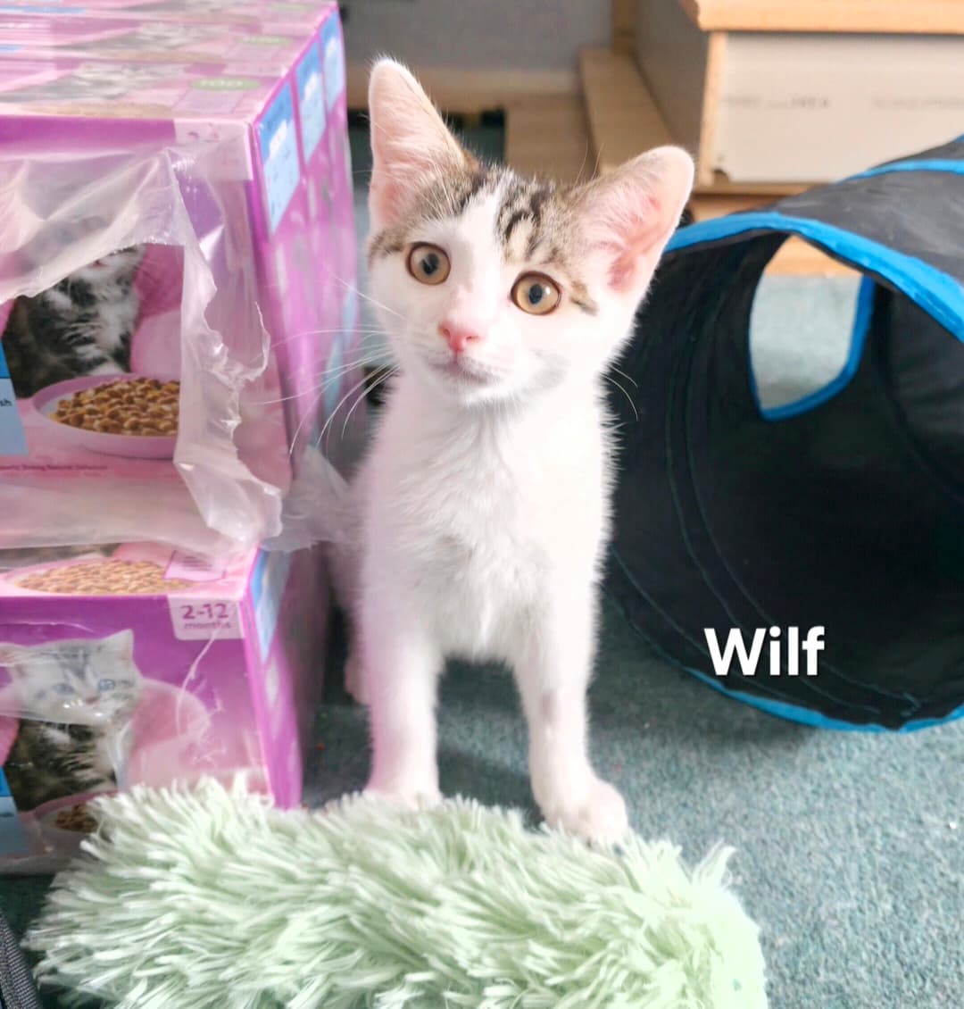 Wilf (ABL)