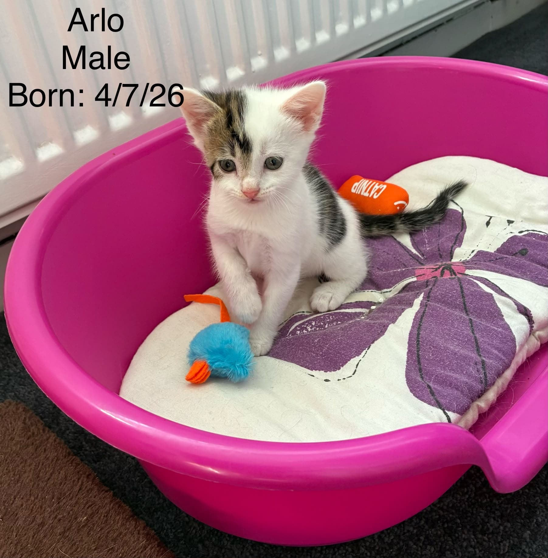Arlo