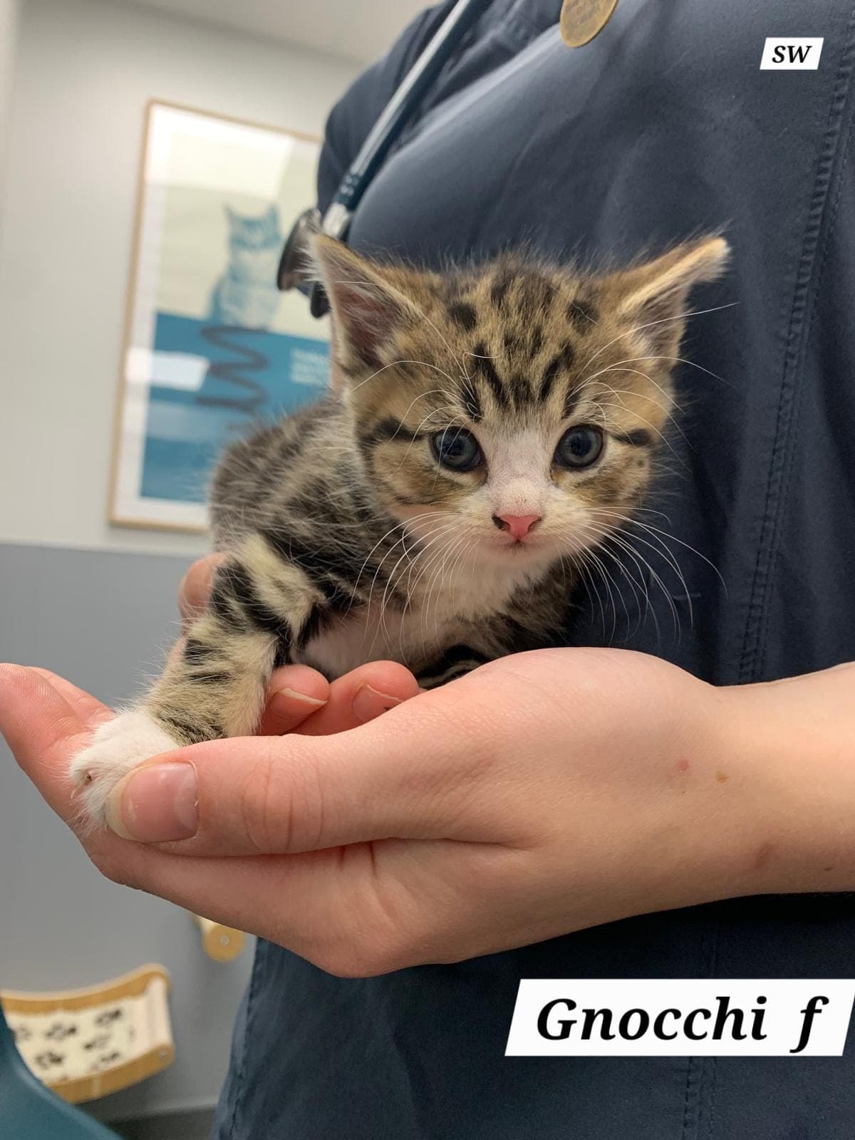 Gnocchi (Female)