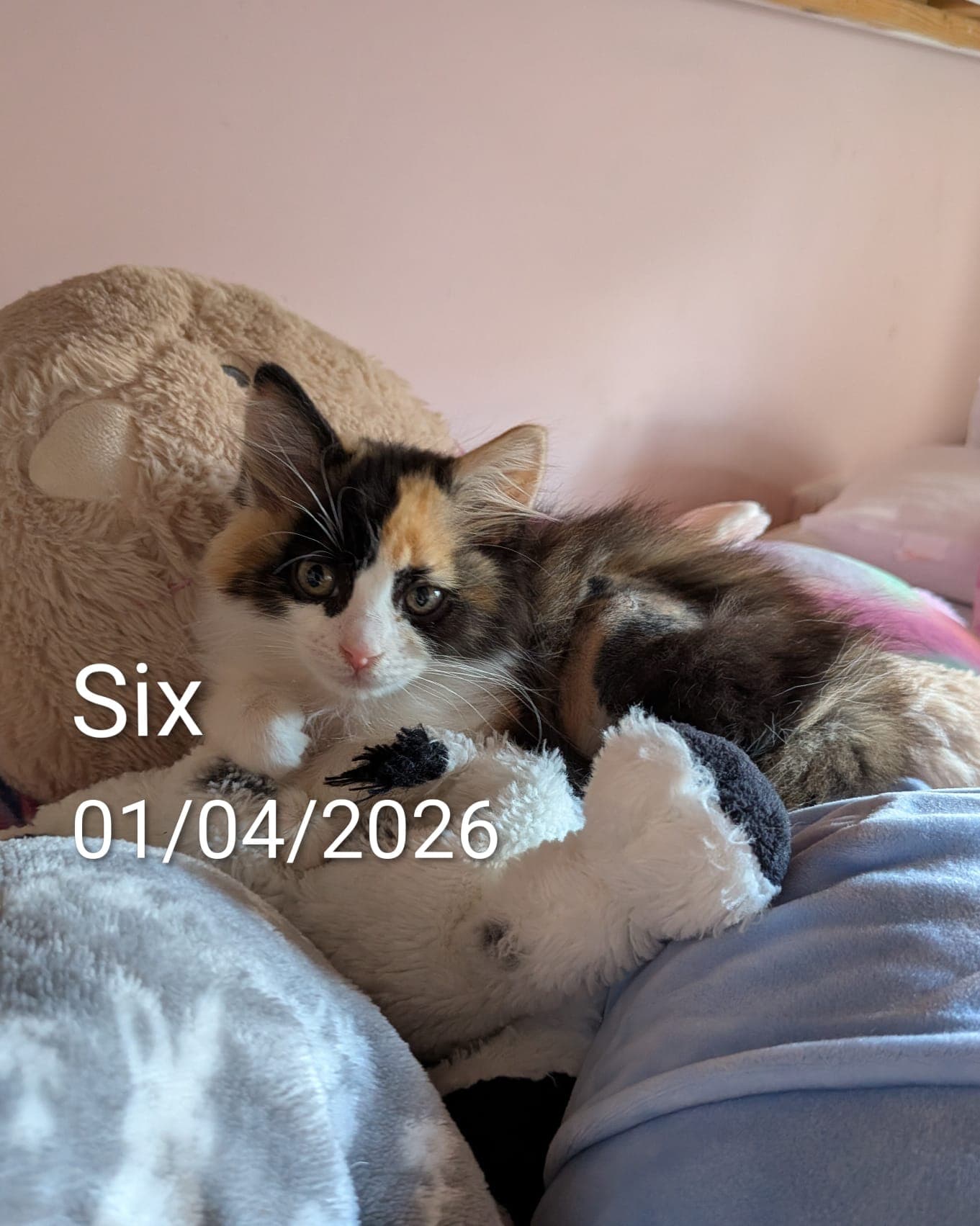 Six