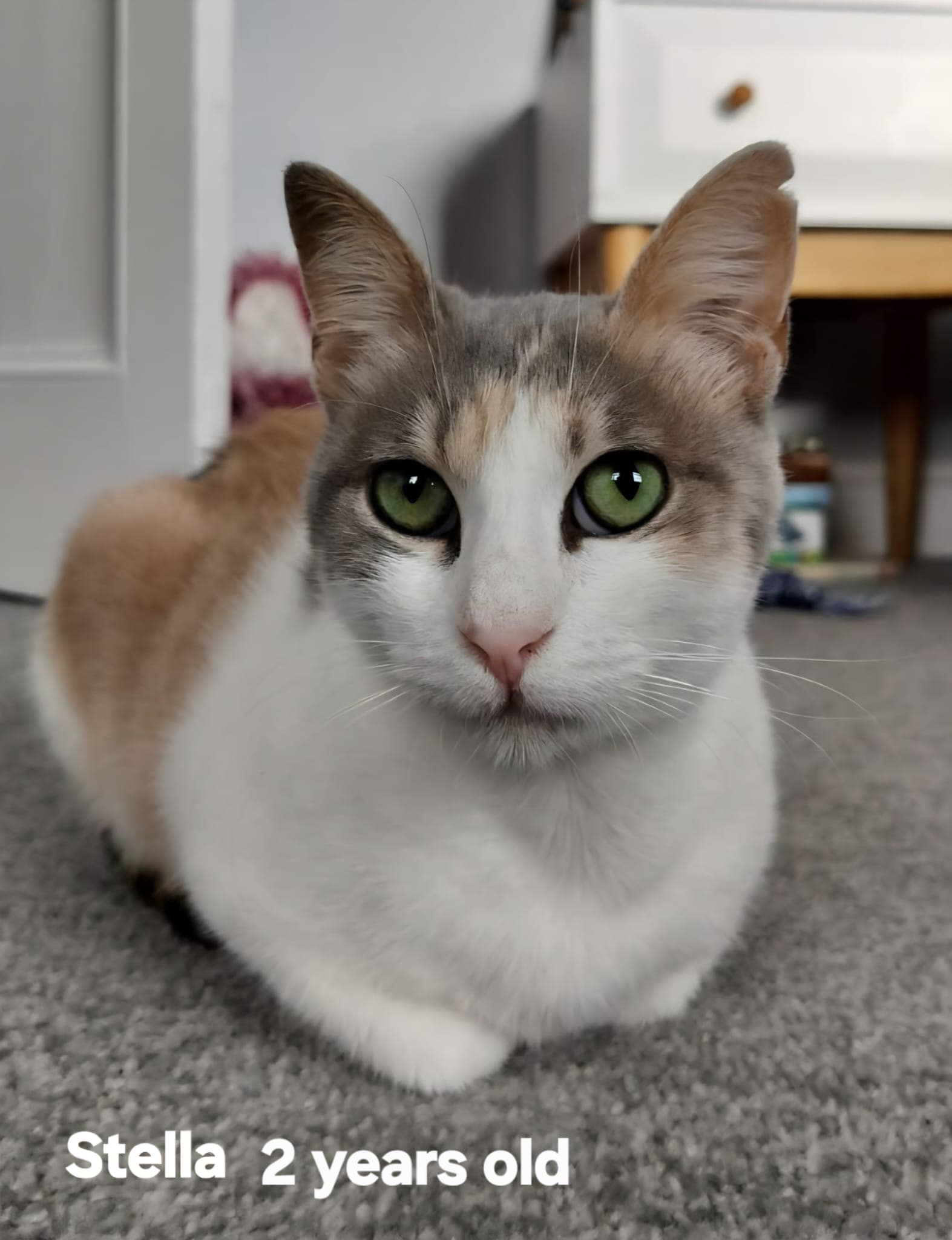Stella (NK)